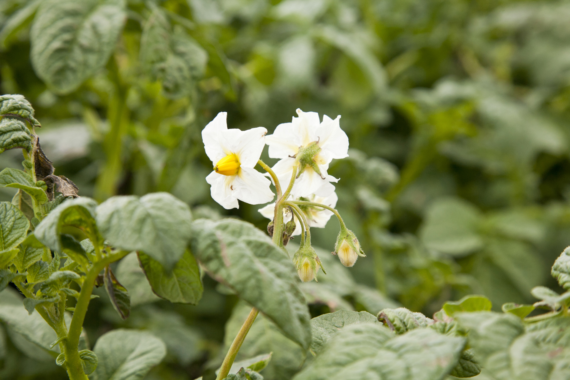 Flowering potato plants with white flowers