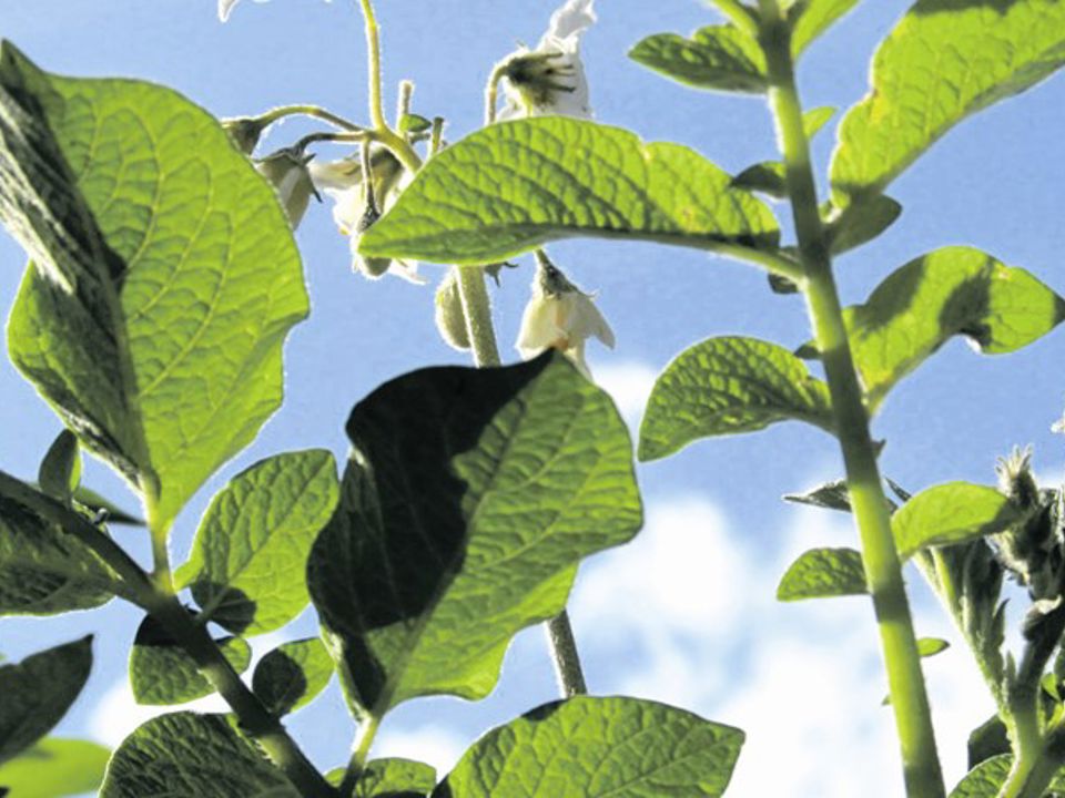 19 07 12 Frankrijk Bgn Evs Rlg 0102 Krant