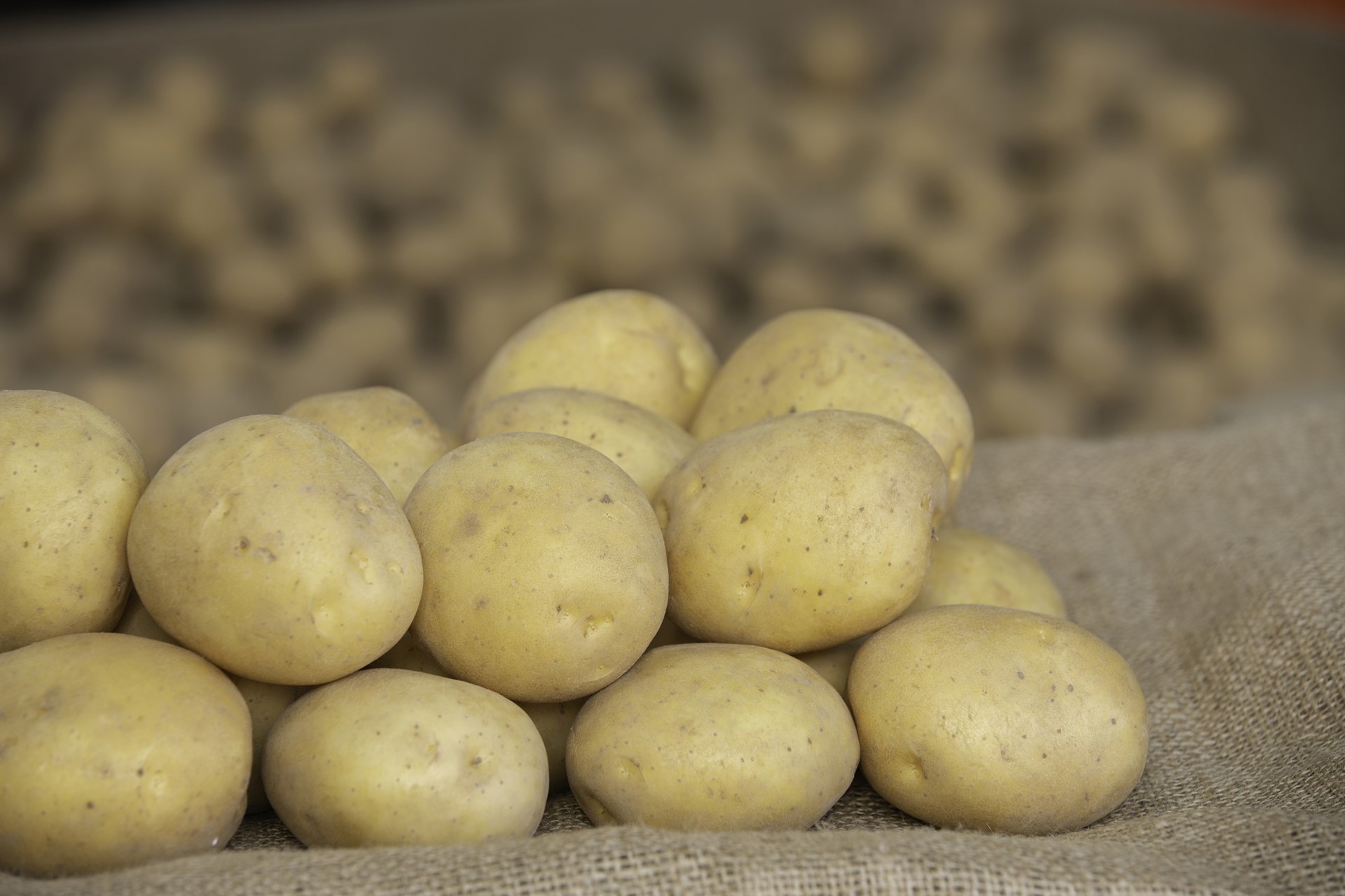 Pile of Constance potatoes