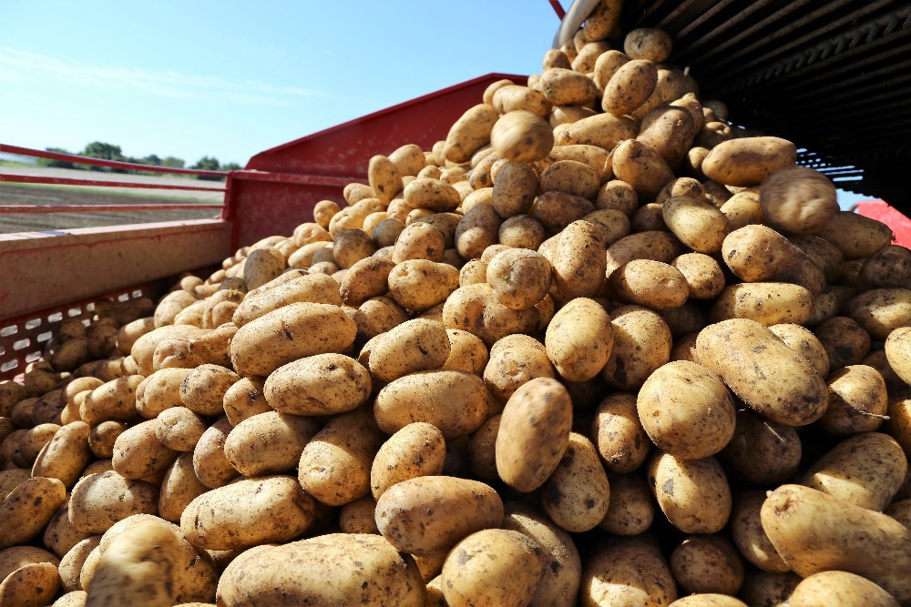 Tipping trailer full of harvested potatoes